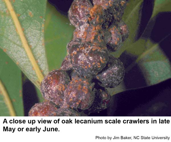 A close up view of oak lecanium scale crawlers in late May or early June